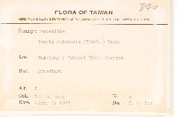 兔仔菜藏品圖，第2張