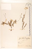 兔仔菜藏品圖，第1張