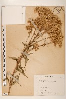 臺灣澤蘭藏品圖，第1張