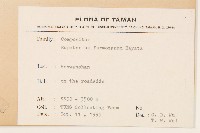 臺灣澤蘭藏品圖，第2張