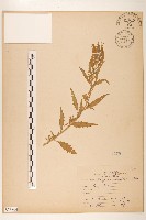 消息草藏品圖，第1張