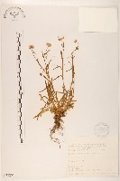 玉山飛蓬藏品圖，第1張