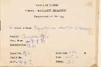 腺葉澤蘭藏品圖，第2張