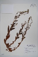 登錄號:S073809藏品圖，第1張