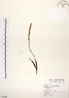 綬草藏品圖，第1張