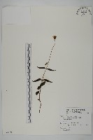 山蟛蜞菊藏品圖，第1張