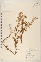 登錄號:S073831藏品圖，第1張