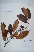 登錄號:S073885藏品圖，第1張