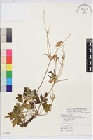 草玉梅藏品圖，第1張