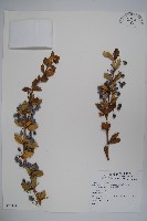 粉葉小檗藏品圖，第1張