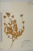 登錄號:S073917藏品圖，第1張