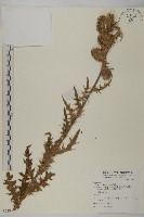 灰薊藏品圖，第1張