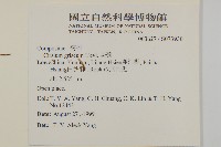 灰薊藏品圖，第2張