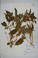 登錄號:S073951藏品圖，第1張