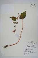 登錄號:S073953藏品圖，第1張