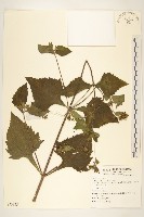 豨薟藏品圖，第1張