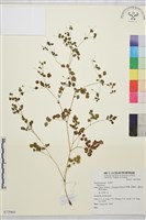 登錄號:S073960藏品圖，第1張