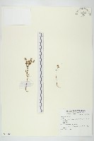 登錄號:S073968藏品圖，第1張