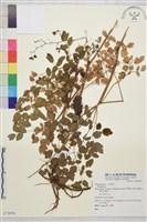 登錄號:S073970藏品圖，第1張