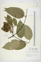 登錄號:S073977藏品圖，第1張