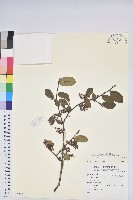 登錄號:S073983藏品圖，第1張