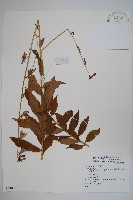 登錄號:S074005藏品圖，第1張