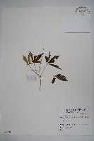 登錄號:S074020藏品圖，第1張