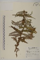 登錄號:S074021藏品圖，第1張