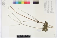 登錄號:S074028藏品圖，第1張