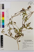 登錄號:S074031藏品圖，第1張