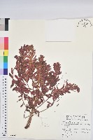 大狼毒藏品圖，第1張