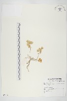 登錄號:S074052藏品圖，第1張