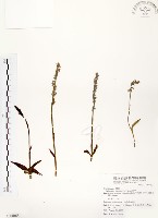 綬草藏品圖，第1張