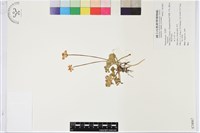 登錄號:S074067藏品圖，第1張