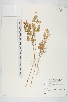 登錄號:S074069藏品圖，第1張