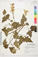 長花鐵線蓮藏品圖，第1張