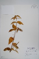 登錄號:S074076藏品圖，第1張