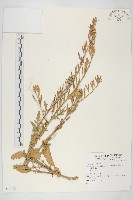 登錄號:S074081藏品圖，第1張