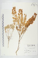 登錄號:S074083藏品圖，第1張