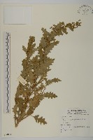 登錄號:S074084藏品圖，第1張