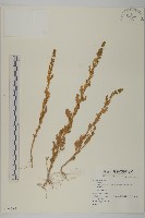 登錄號:S074085藏品圖，第1張