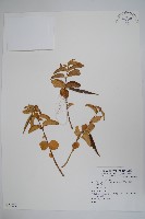 登錄號:S074087藏品圖，第1張