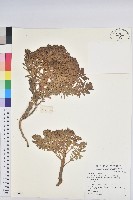 大狼毒藏品圖，第1張