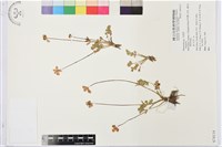 登錄號:S074114藏品圖，第1張