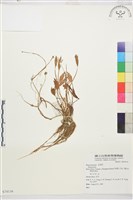 登錄號:S074116藏品圖，第1張