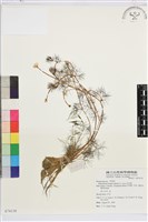 水毛茛藏品圖，第1張