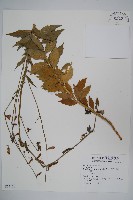 登錄號:S074121藏品圖，第1張