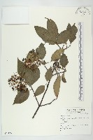 登錄號:S074126藏品圖，第1張