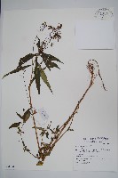 登錄號:S074134藏品圖，第1張