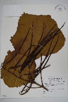 登錄號:S074140藏品圖，第1張